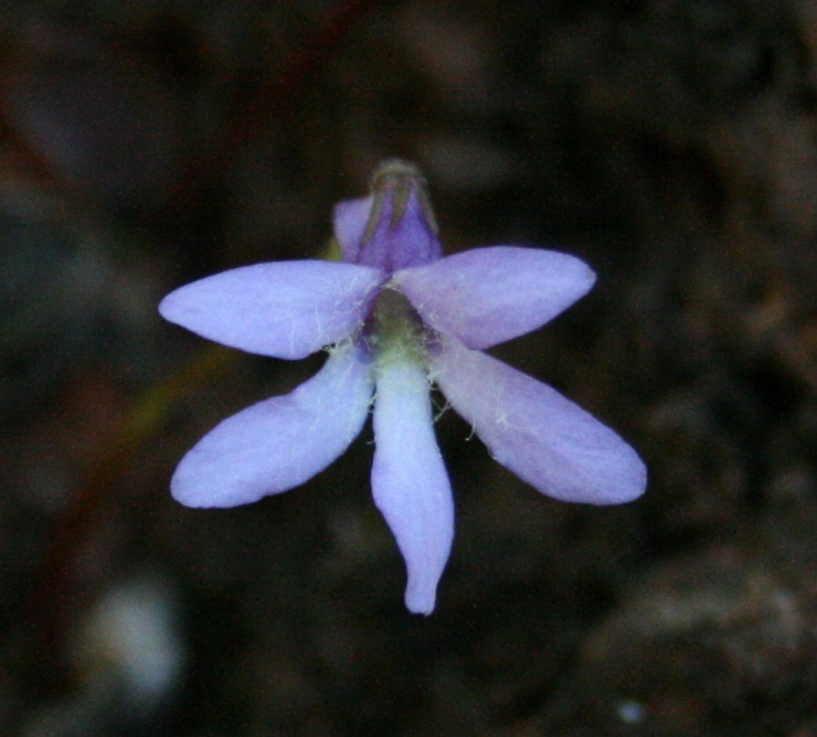 Oliver Gluchs Homepage der Fleischfressenden Pflanzen Pinguicula